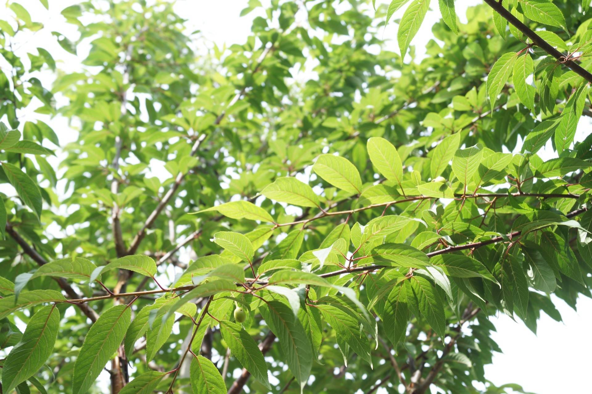 Prunus serrula_04